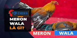 Meron Wala Là Gì