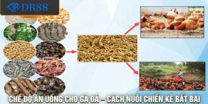 chế độ ăn uống cho gà đá