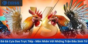 Đá Gà Cựa Dao Trực Tiếp