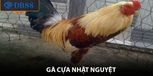 Gà Cựa Nhật Nguyệt