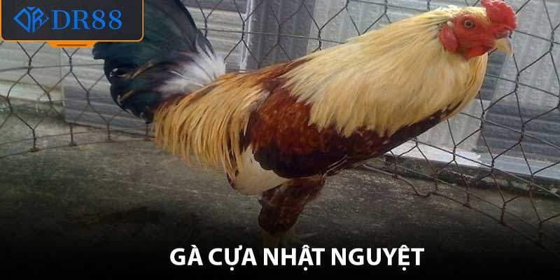 Gà Cựa Nhật Nguyệt